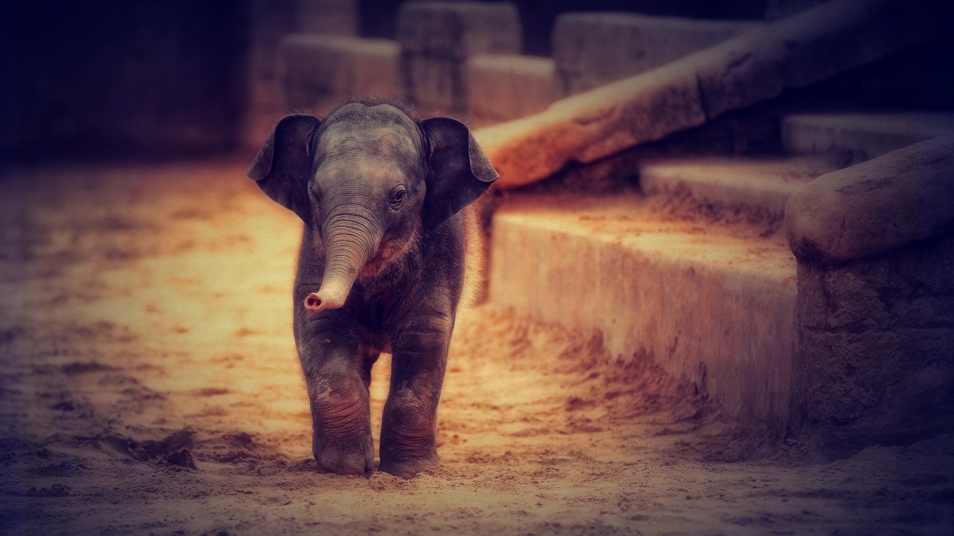 Маленький серый слоненок идет по песку 