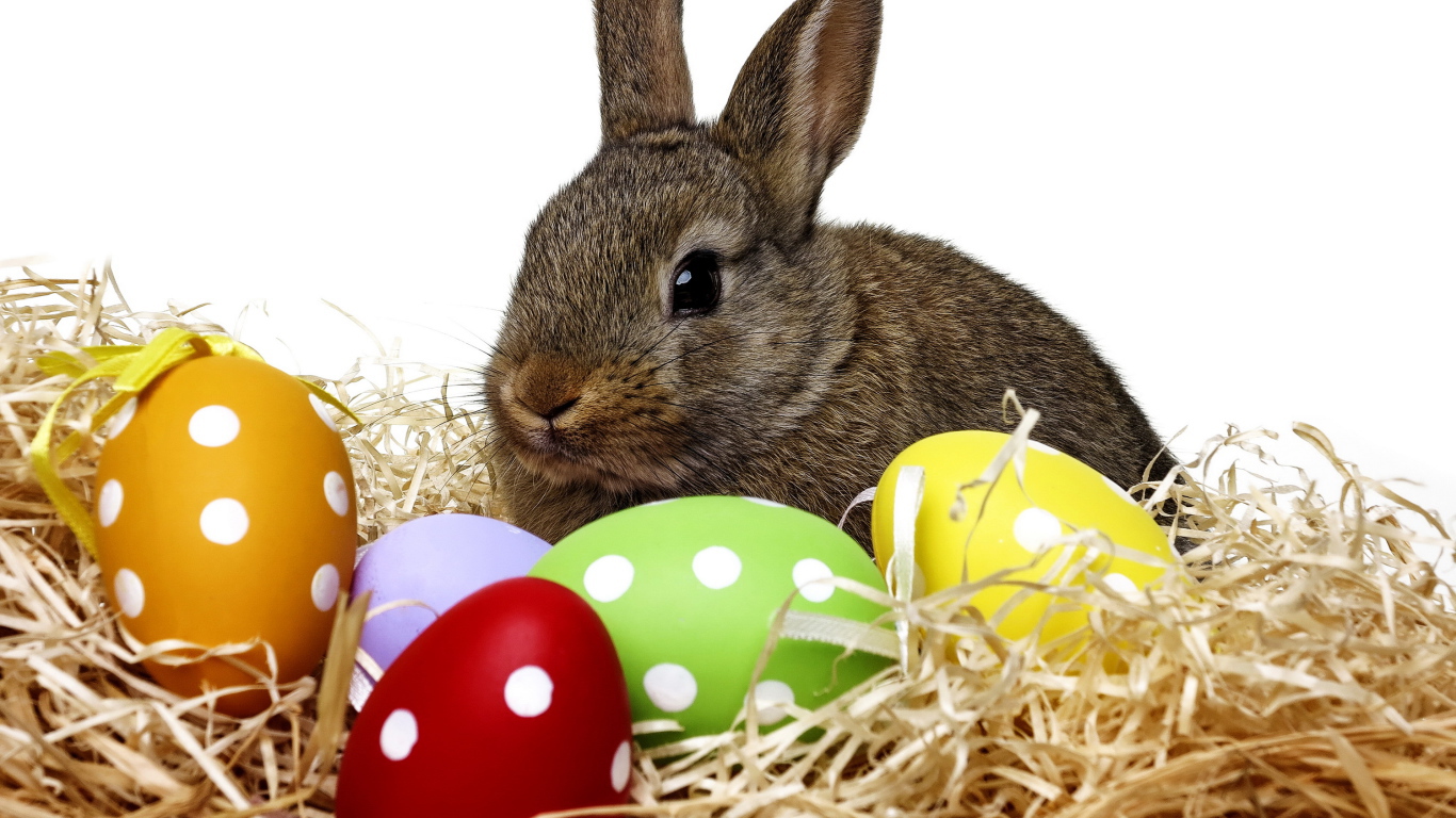 Big gray rabbit sitting in a nest with Easter eggs on a white background.