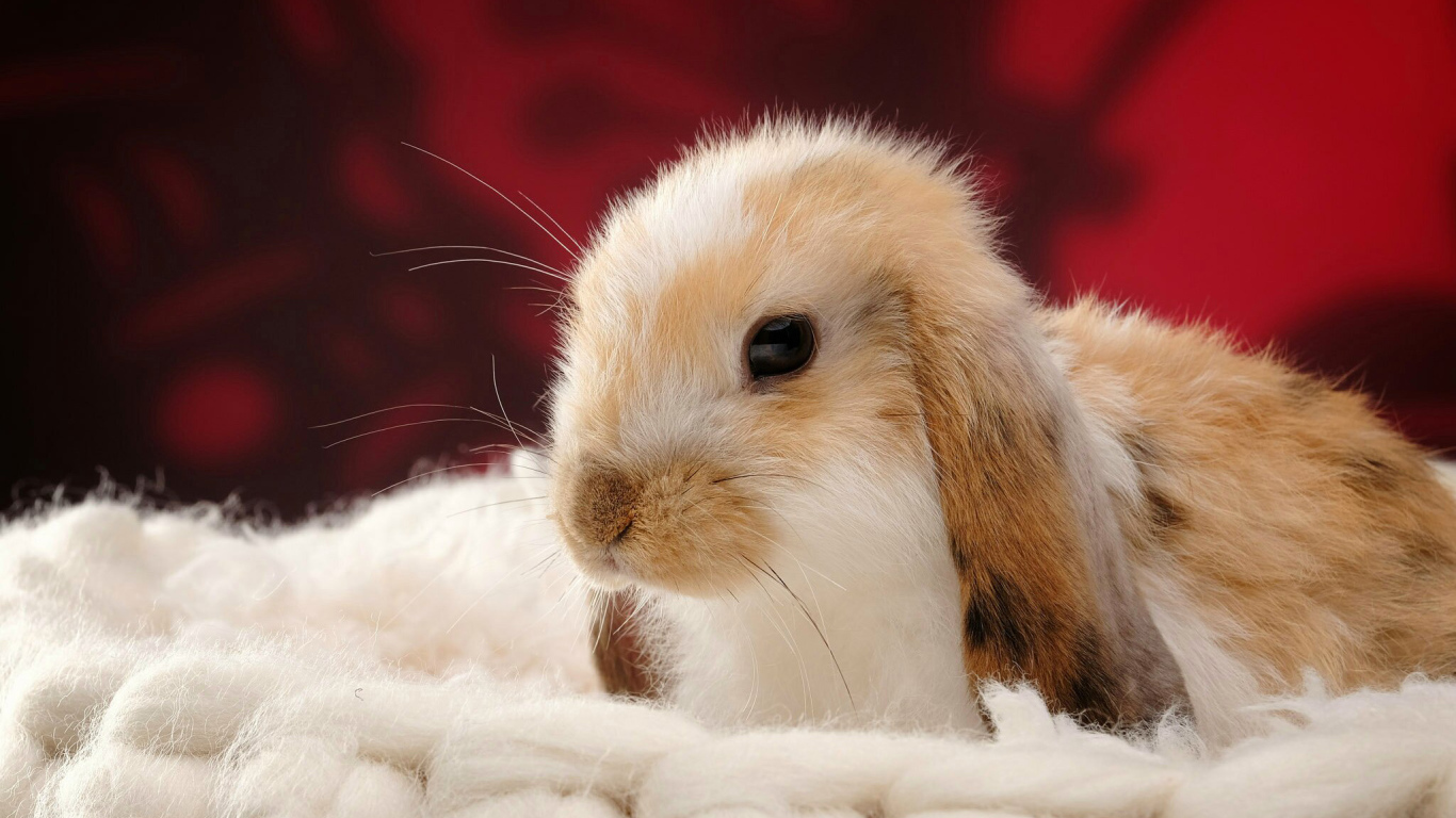 Милый декоративный кролик спит на мягкой подушке 