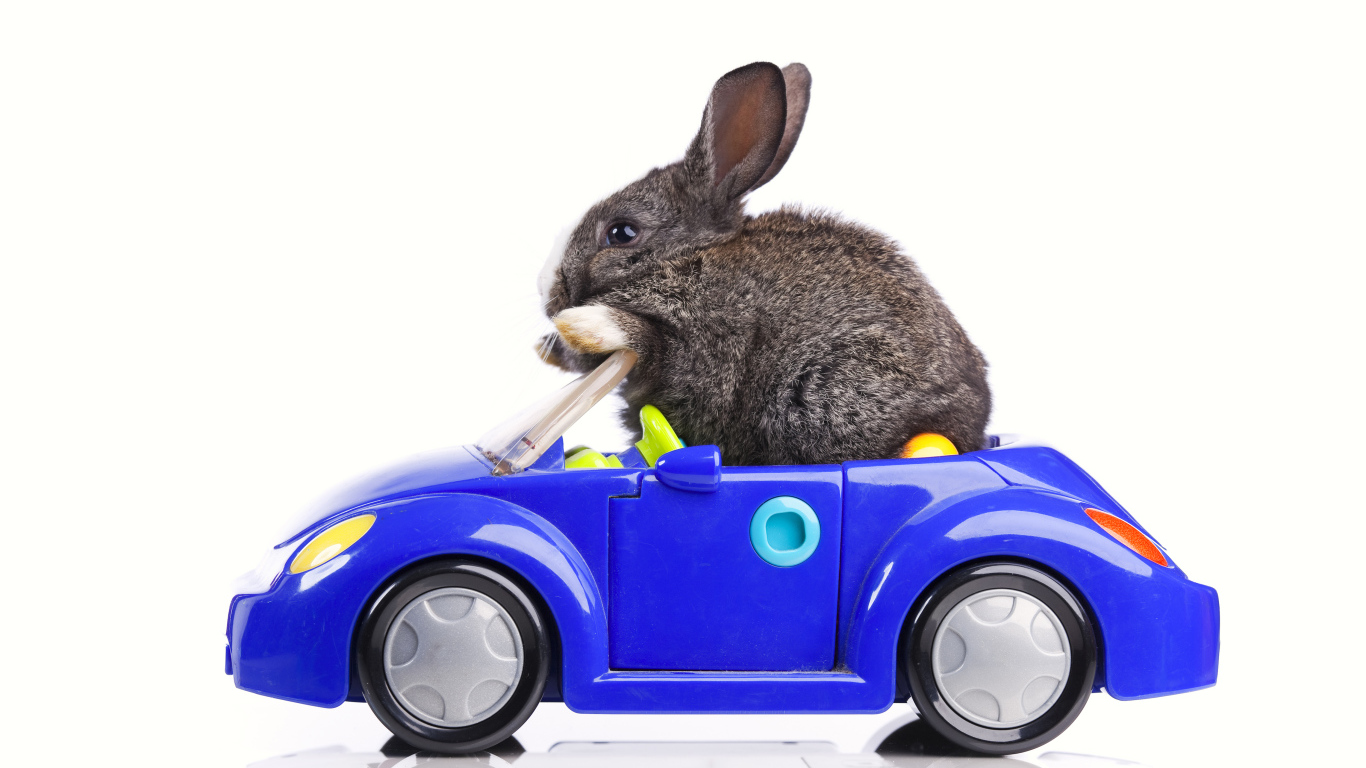 Серый декоративный кролик в игрушечной машинке на белом фоне