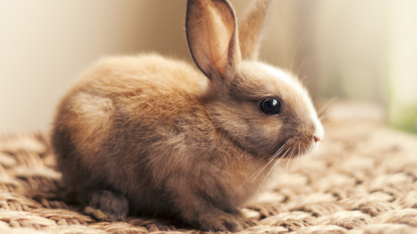 Маленький декоративный кролик крупным планом