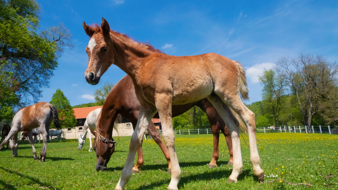 Жеребенок на ферме с лошадьми на фоне голубого неба