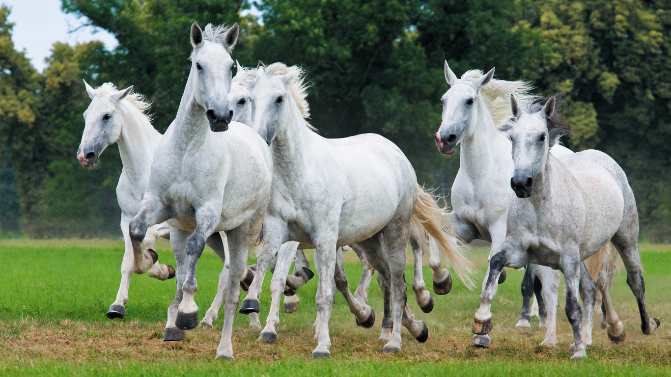 Табун белых лошадей скачет по траве