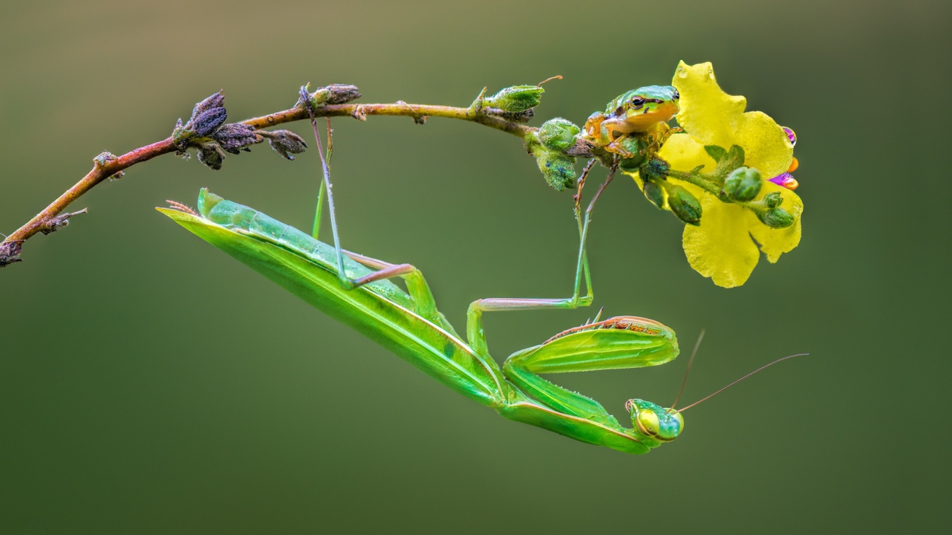 Зеленый богомол сидит на желтом цветке