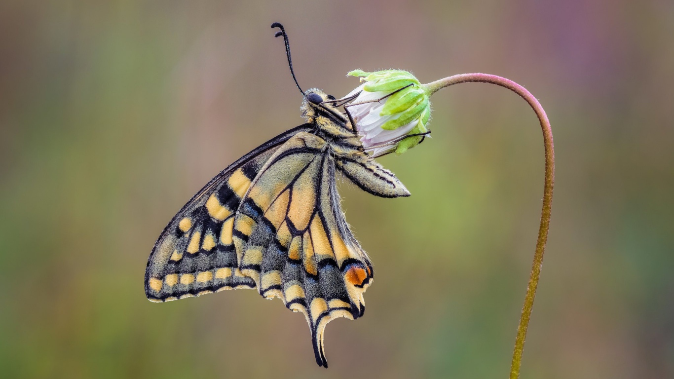 Красивая бабочка махаон сидит на цветке