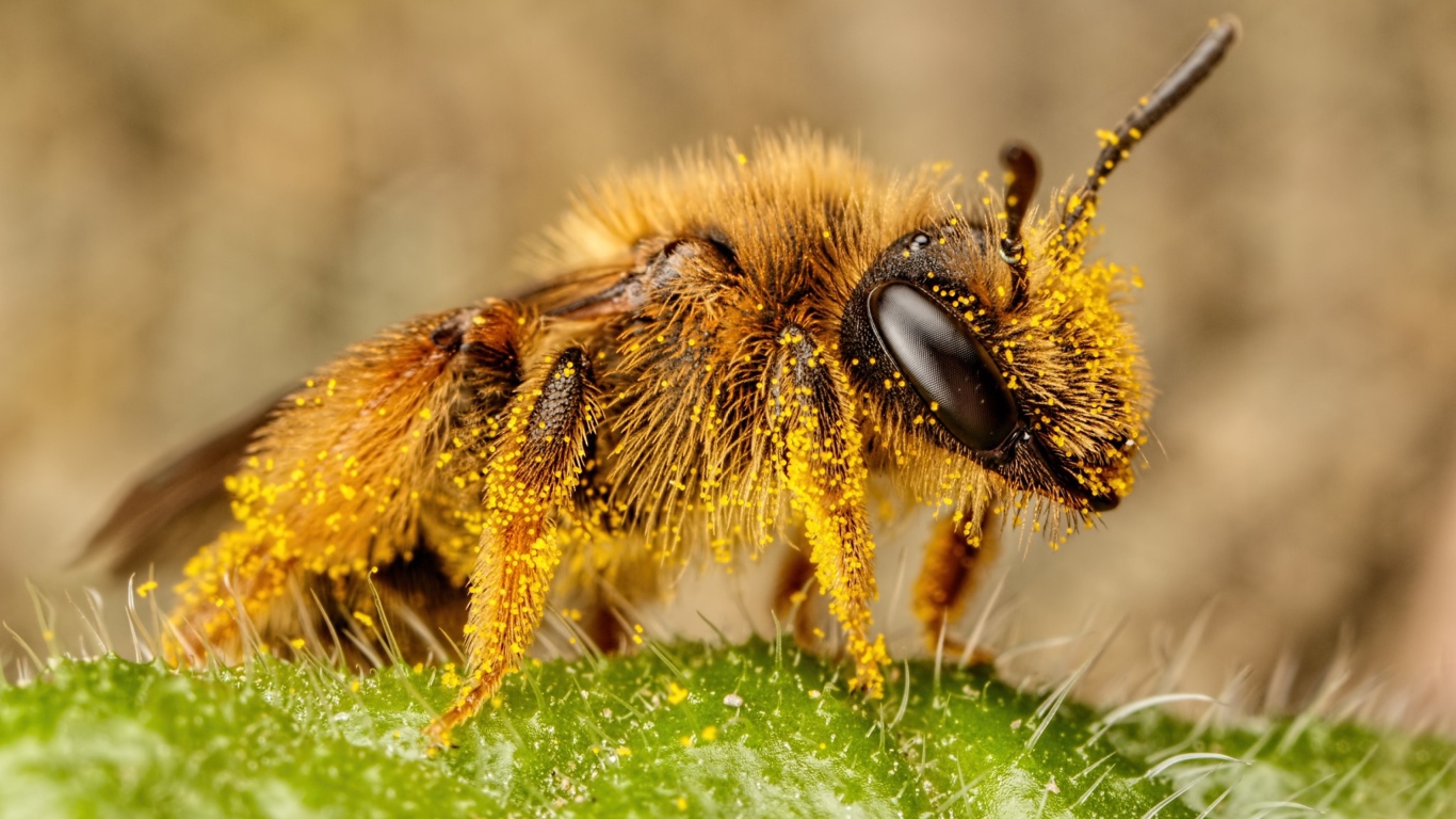 Пчела в пыльце крупным планом