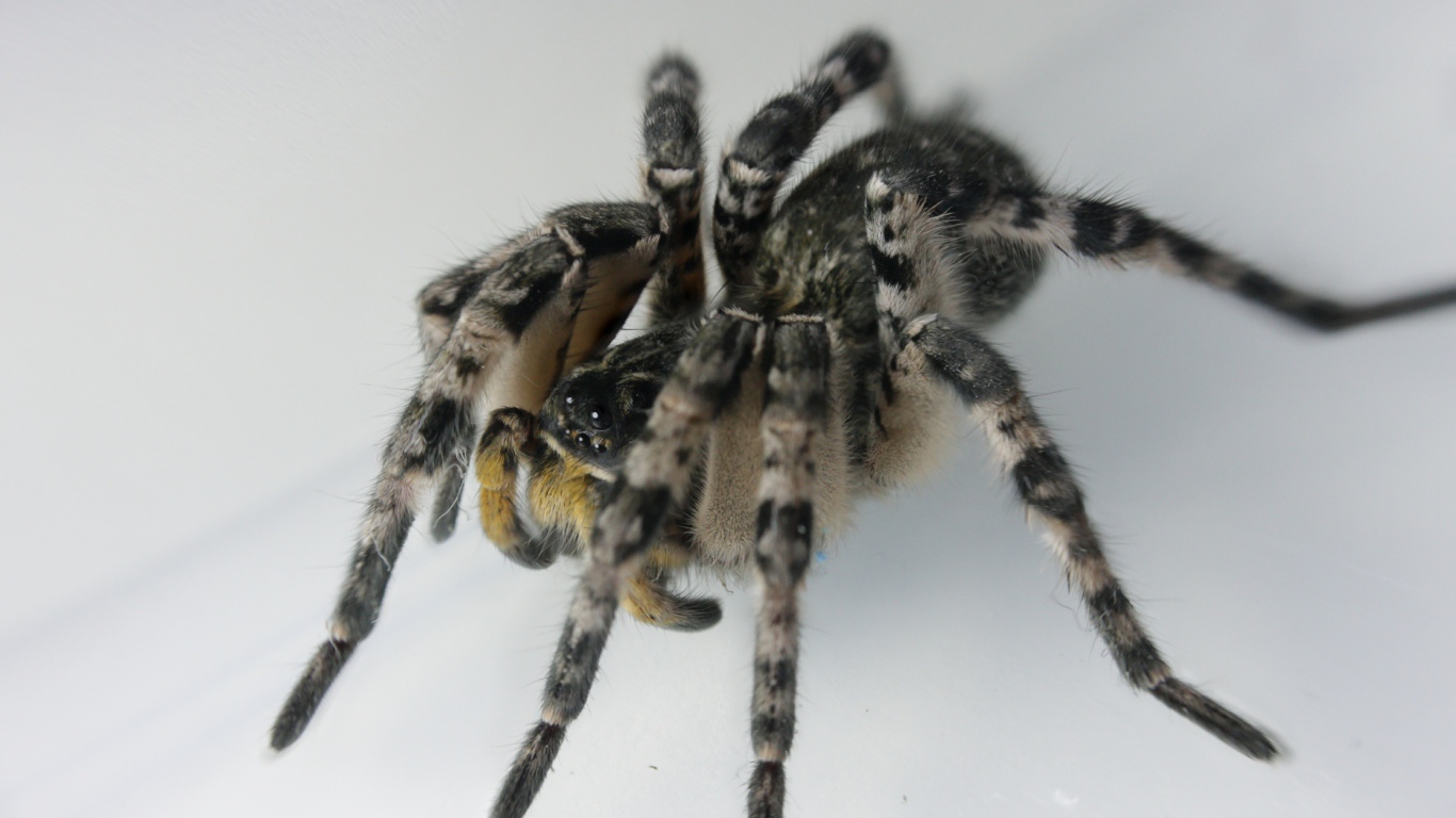 Большой паук на сером фоне крупным планом