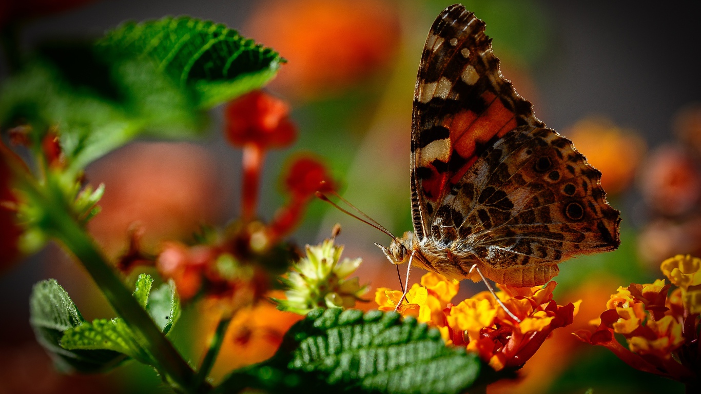 Коричневая бабочка сидит на оранжевом цветке