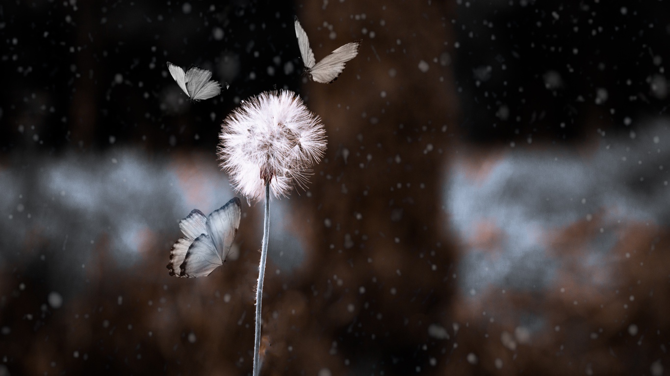 Бабочки летают вокруг белого одуванчика