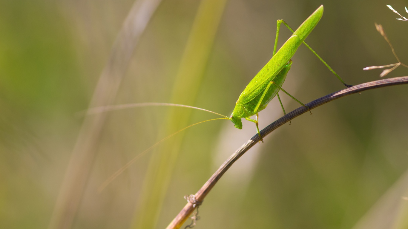 Зеленый кузнечик сидит на траве 