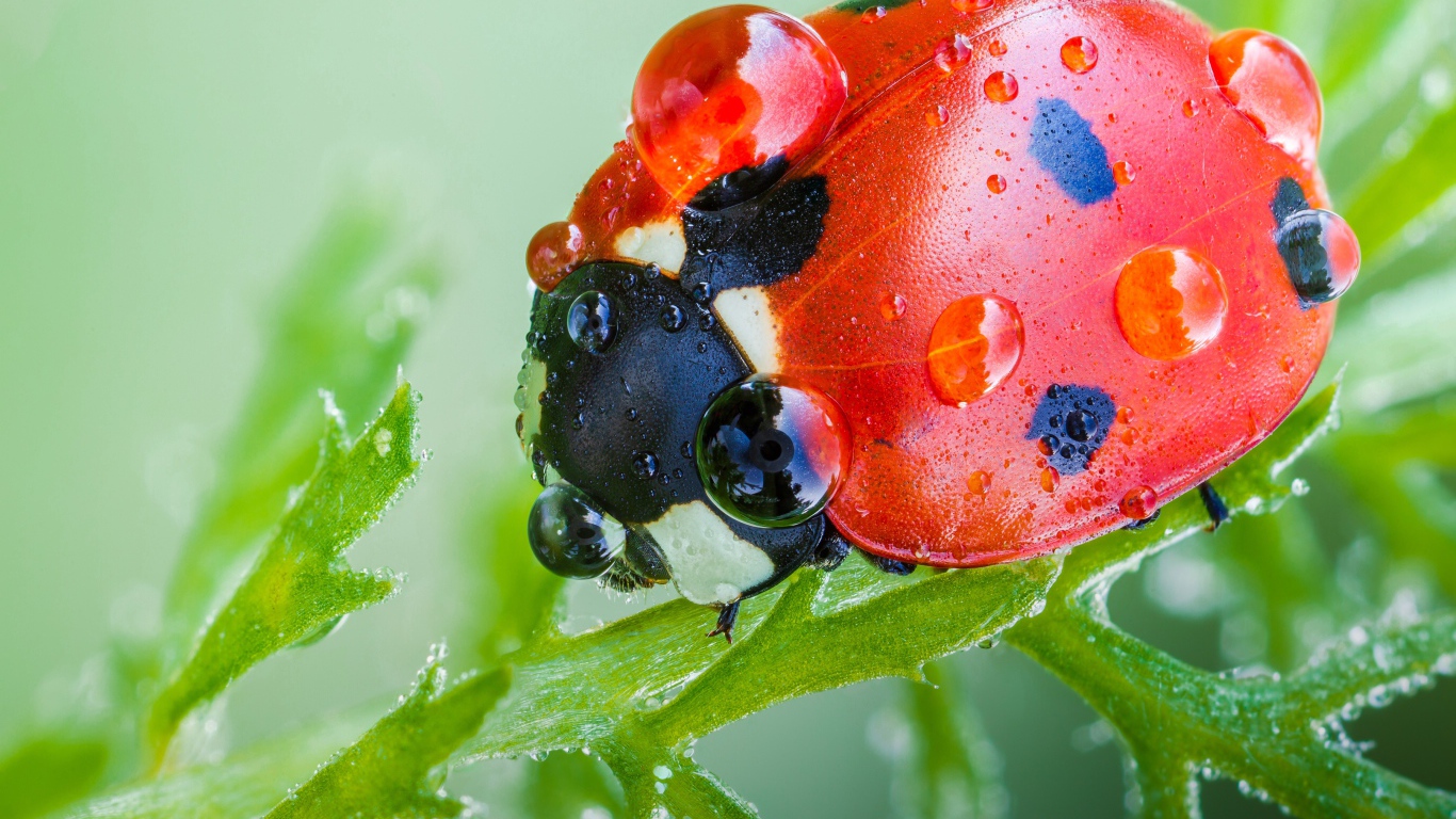 Красная божья коровка в каплях росы на зеленом листе макросъемка