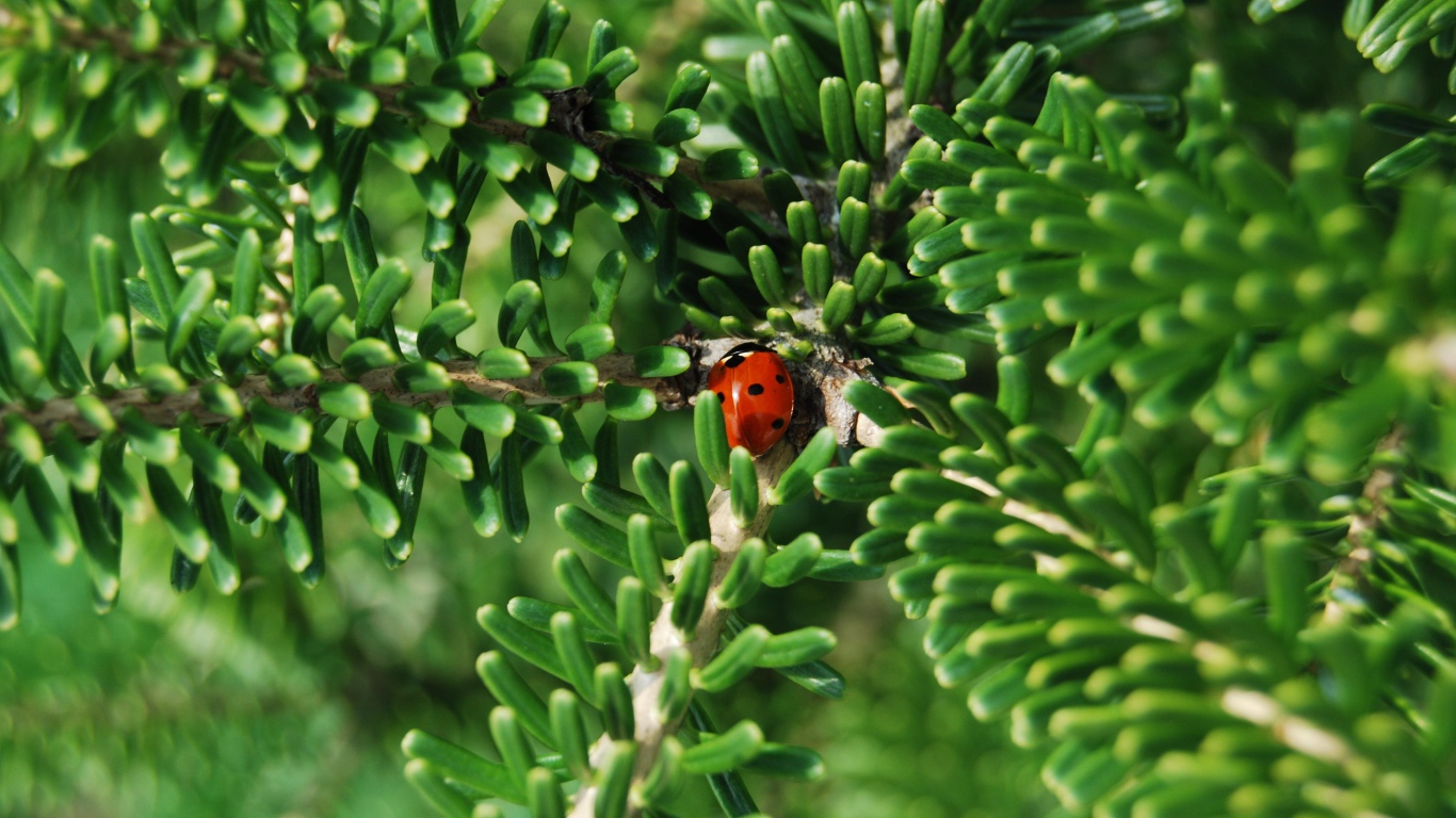 Красная божья коровка на зеленой ветке