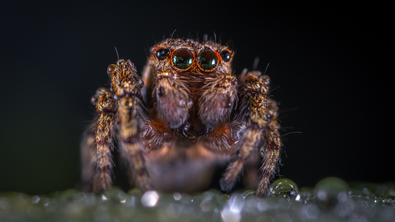 Лохматый паук крупным планом