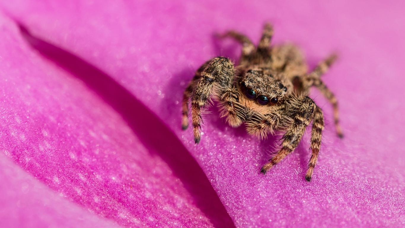Паук крупным планом на розовом лепестке