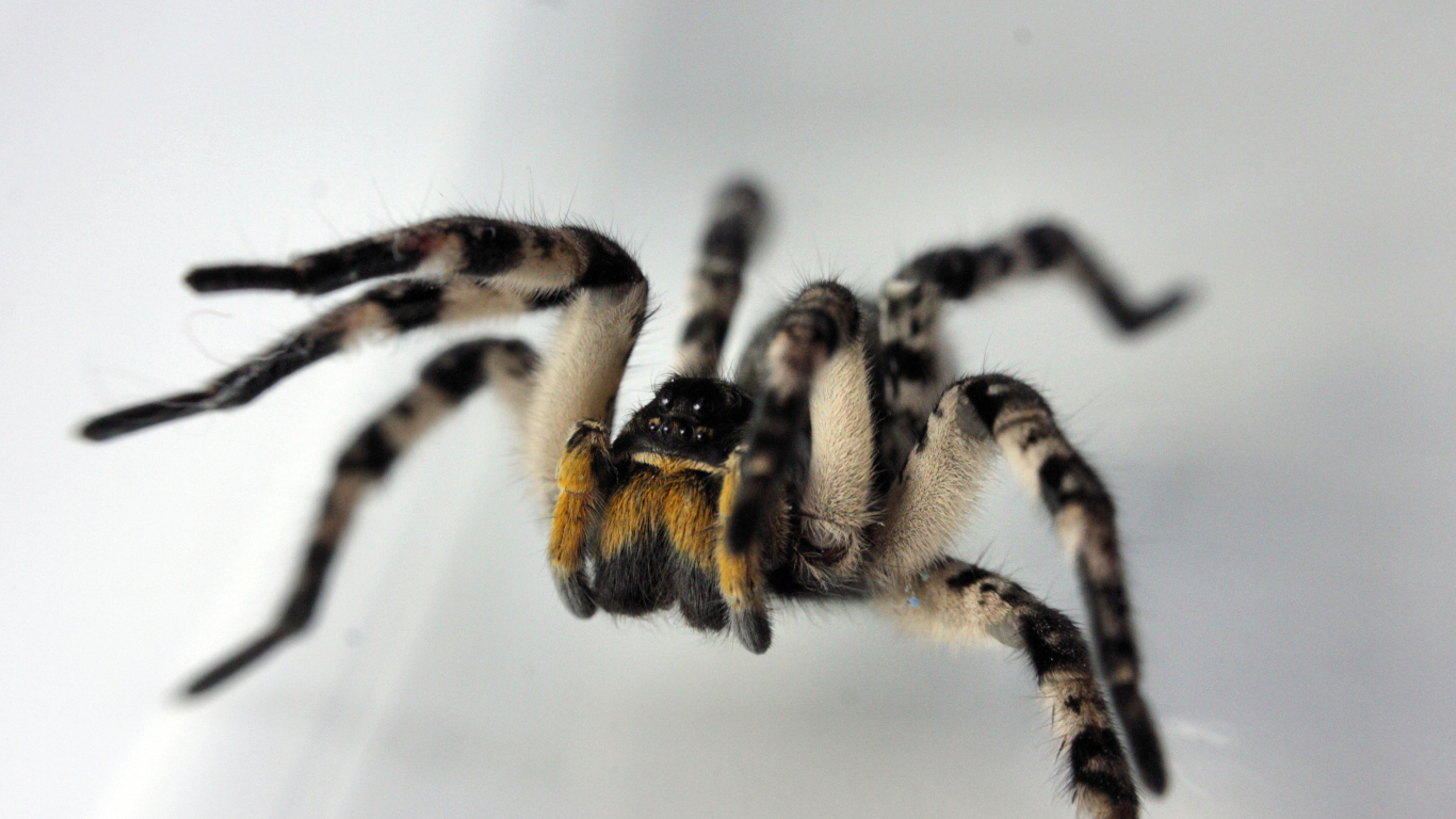 Паук на сером фоне крупным планом