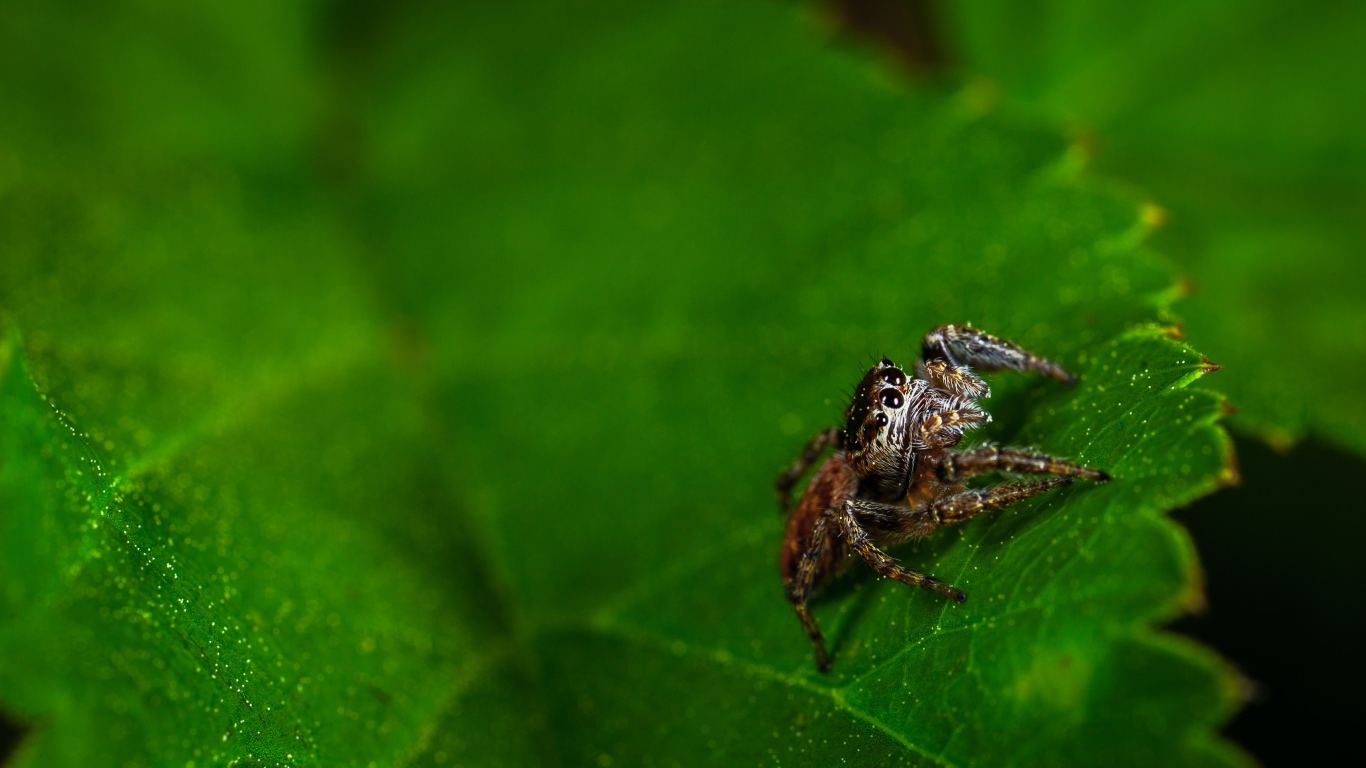 Паук сидит на зеленом листе 