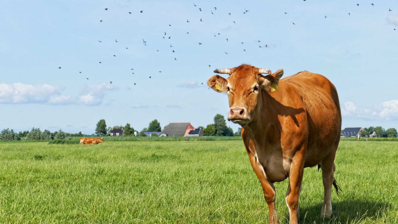 Большая домашняя корова пасется на зеленой траве