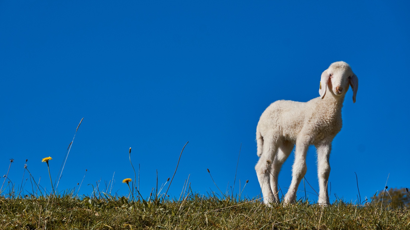 Маленький белый ягненок на фоне голубого неба