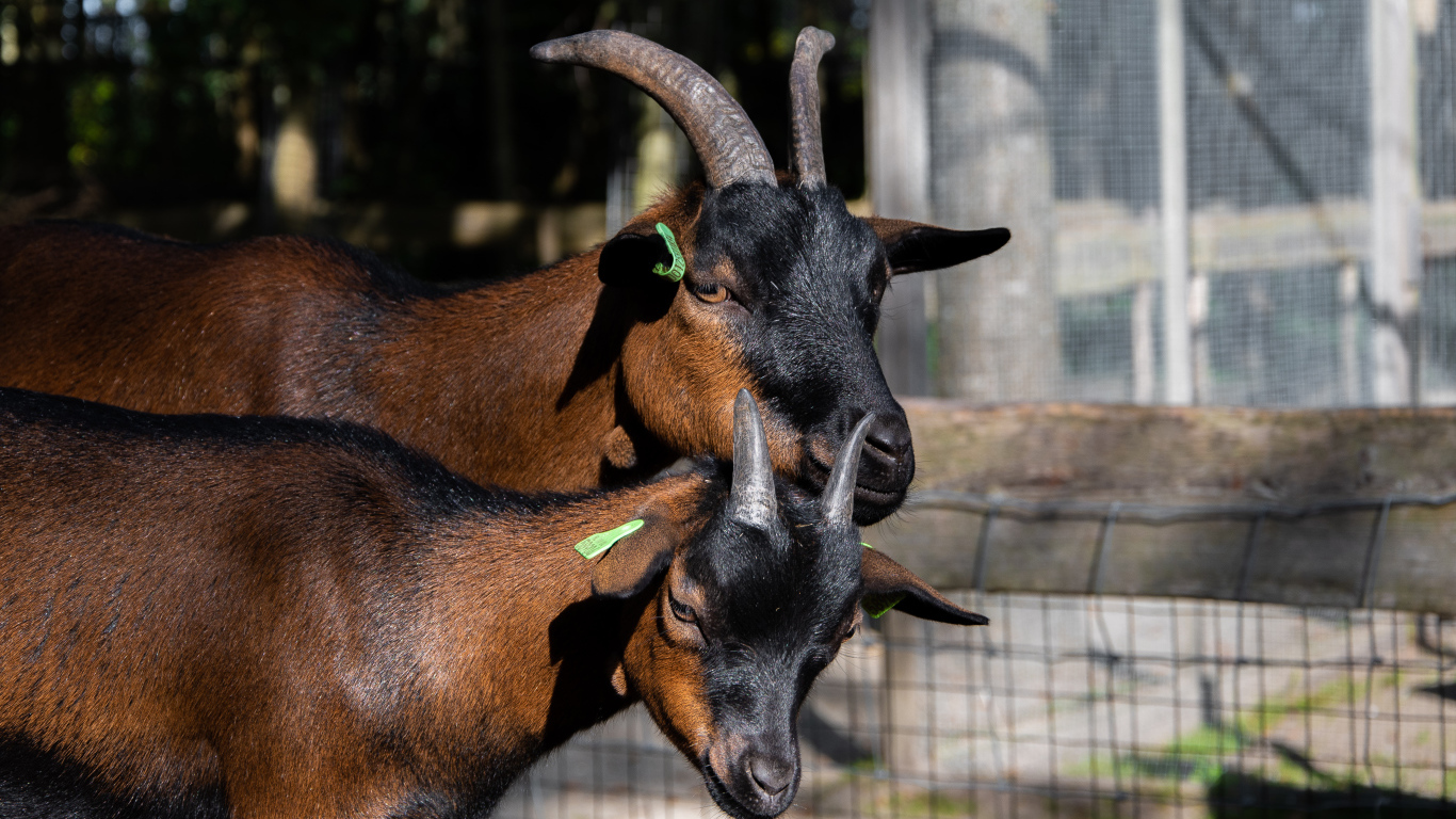 Две коричневые домашние козы