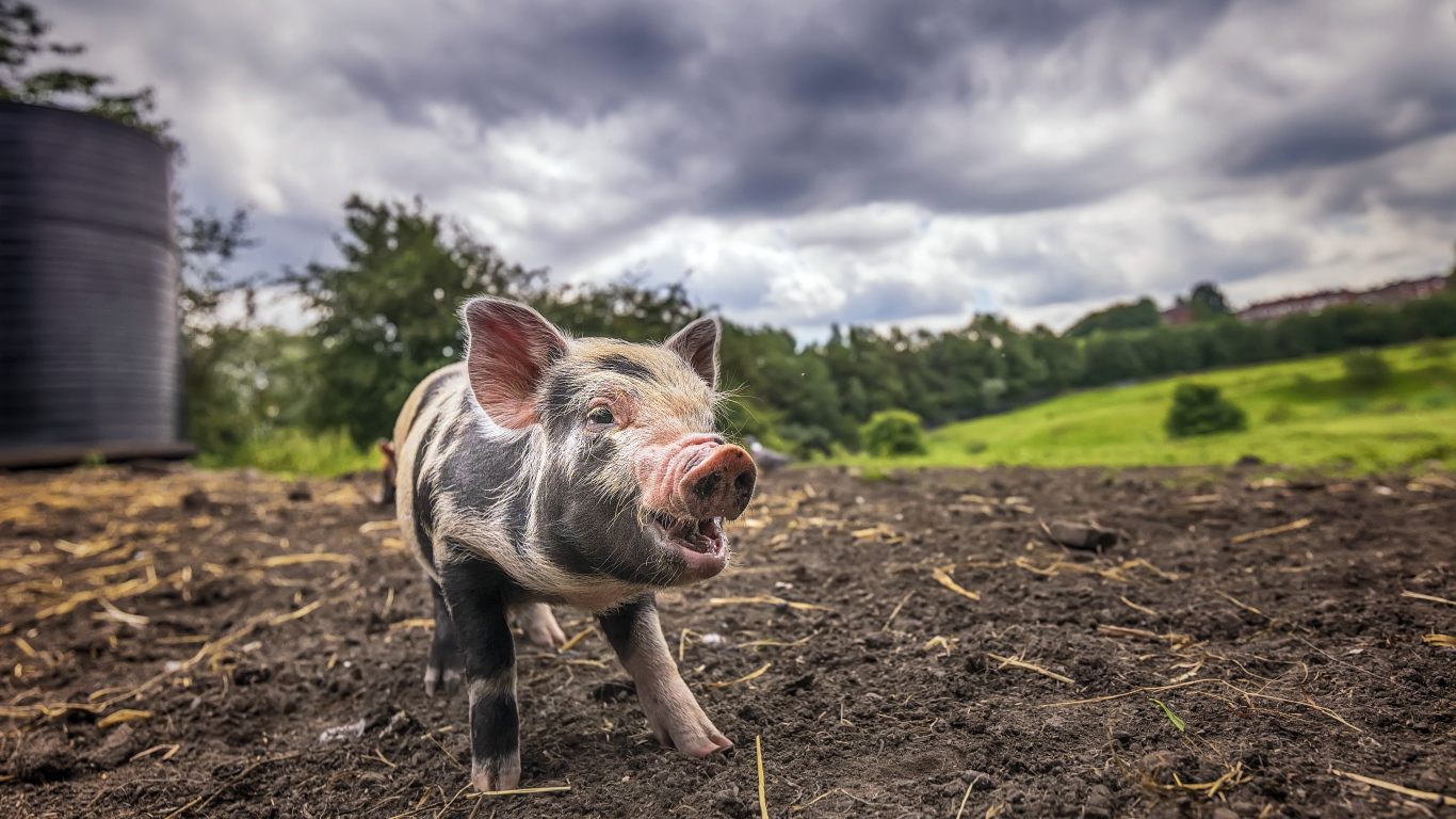 Маленький поросенок на земле под пасмурным небом
