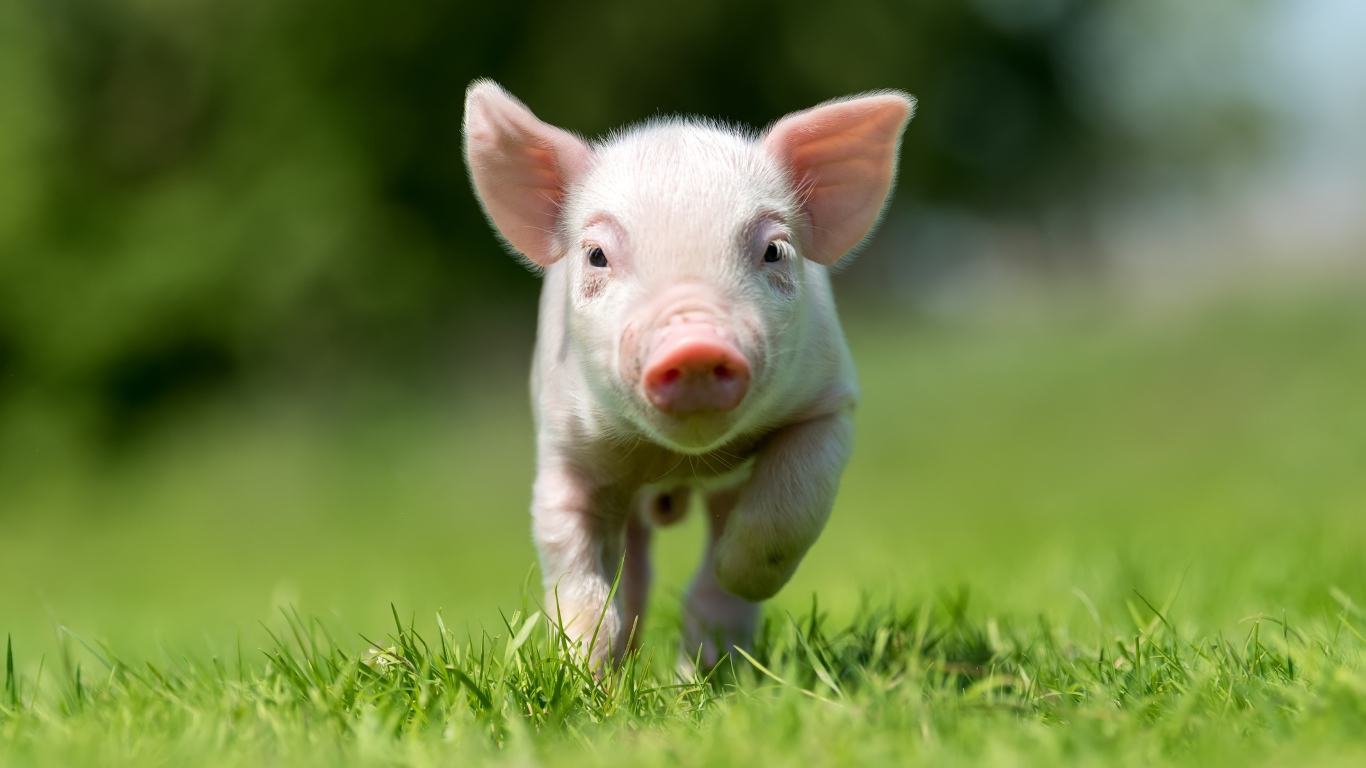 Маленький розовый поросенок бежит по зеленой траве