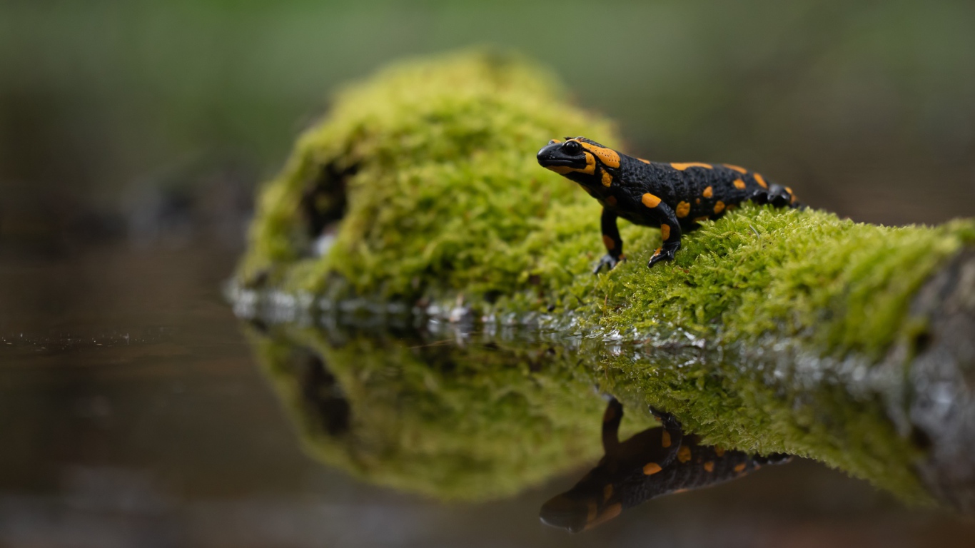 Красивая саламандра отражается в воде