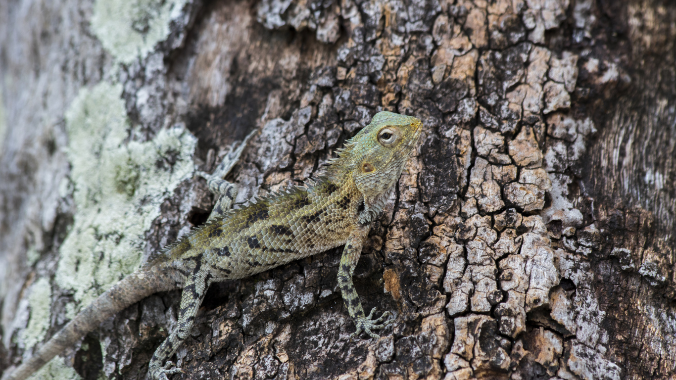 Маленькая ящерица сливается с деревом