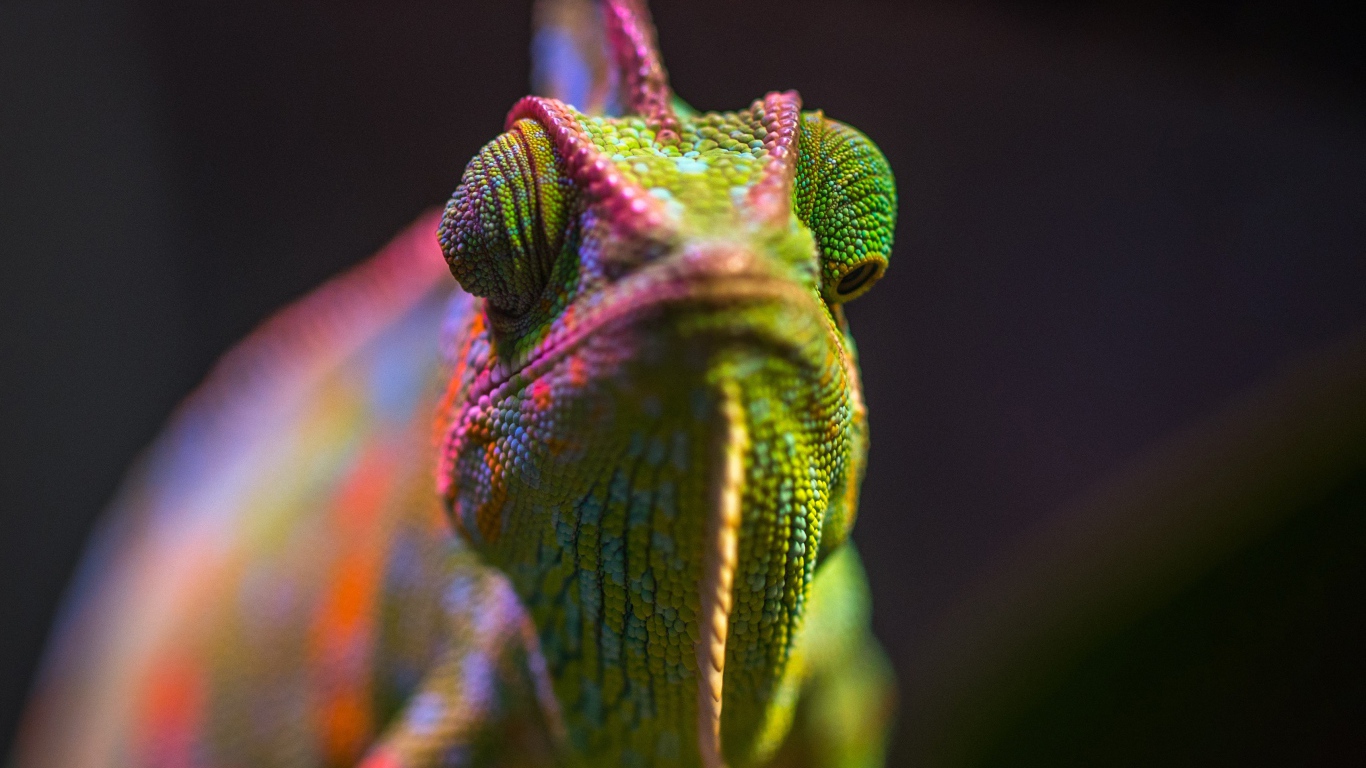 Разноцветный хамелеон крупным планом