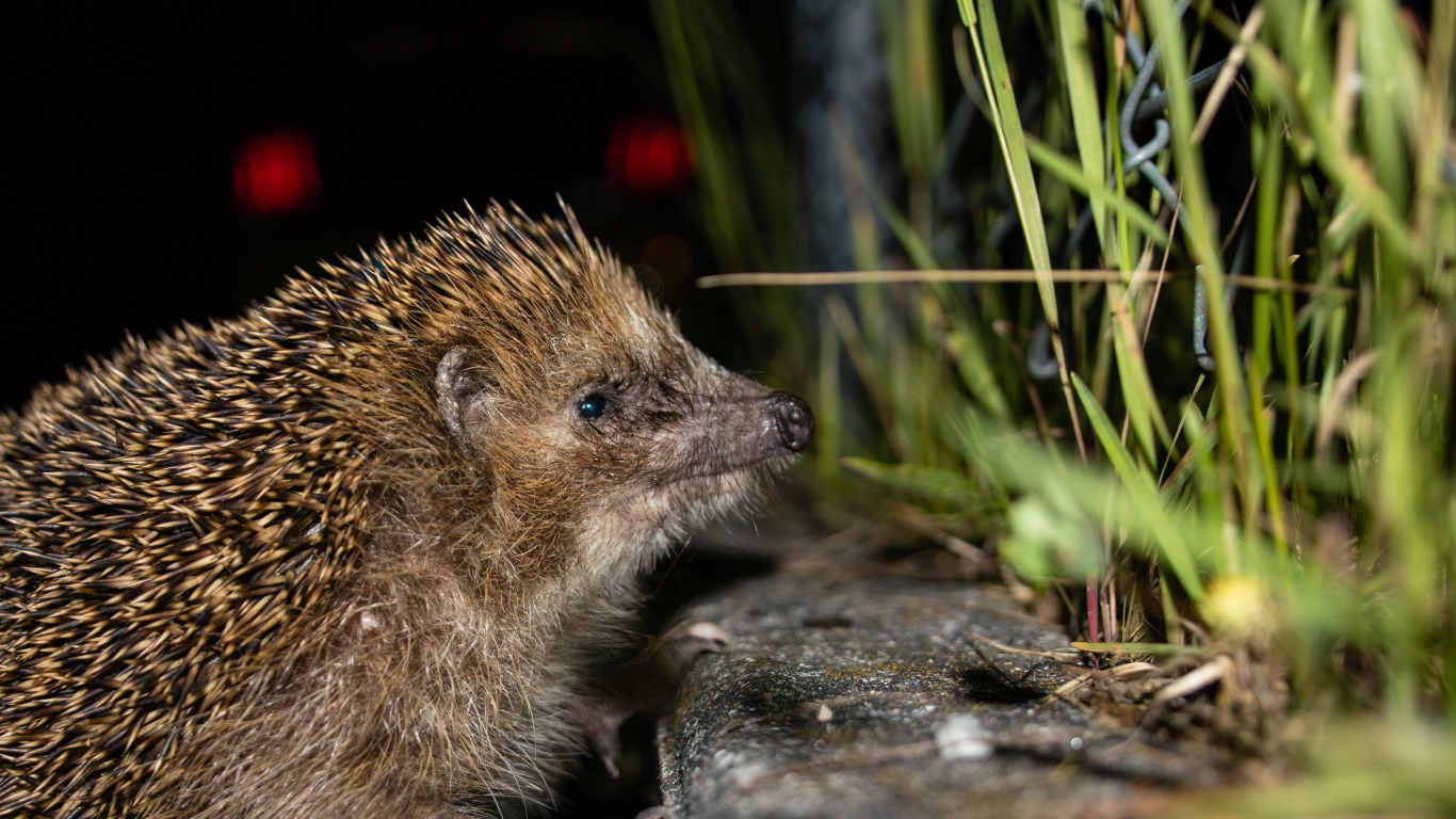 Большой колючий еж у зеленой траве