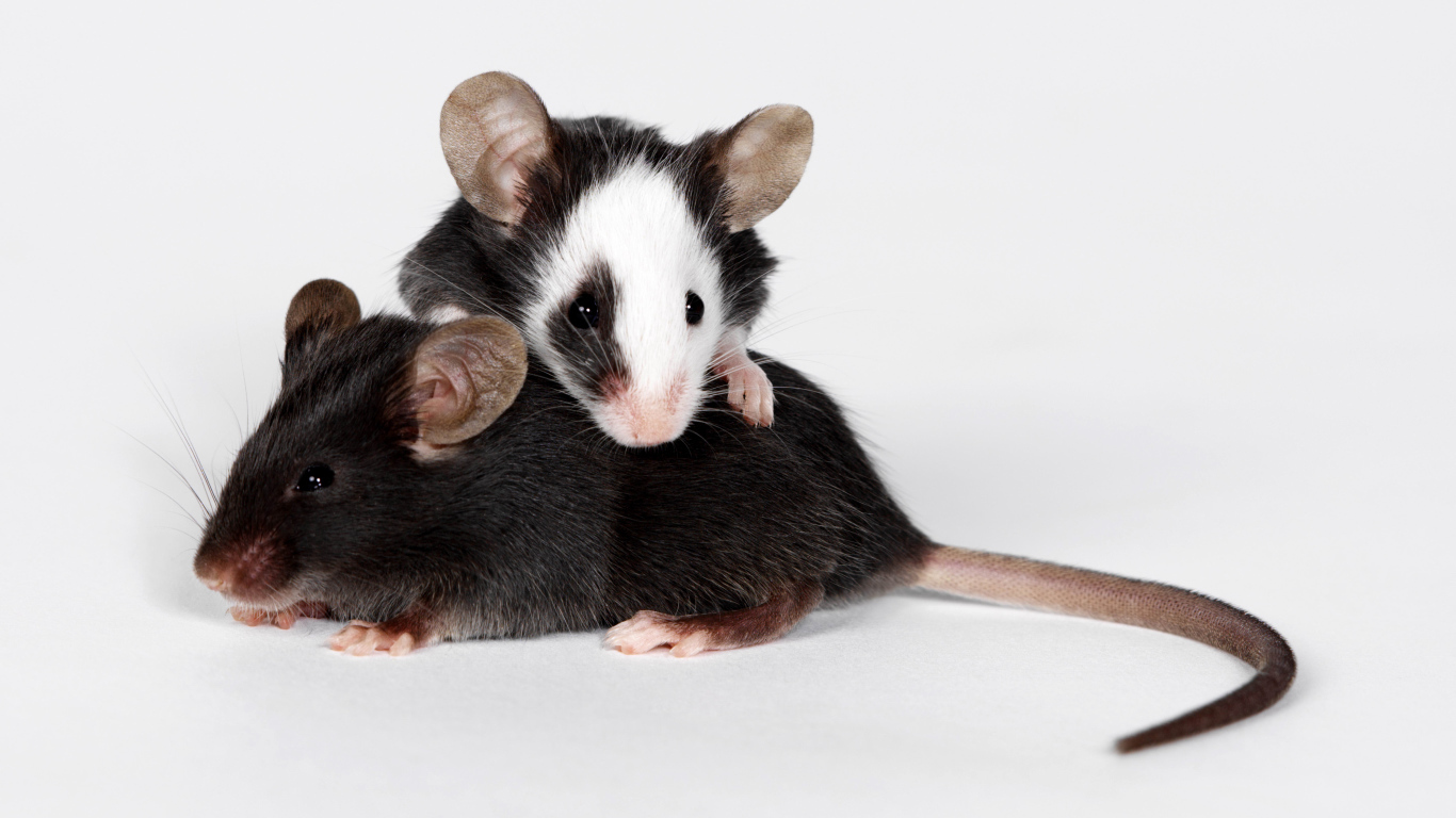 Two little rats on a gray background