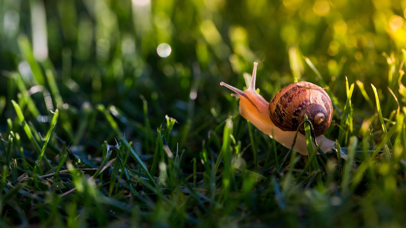 Большая улитка в зеленой траве