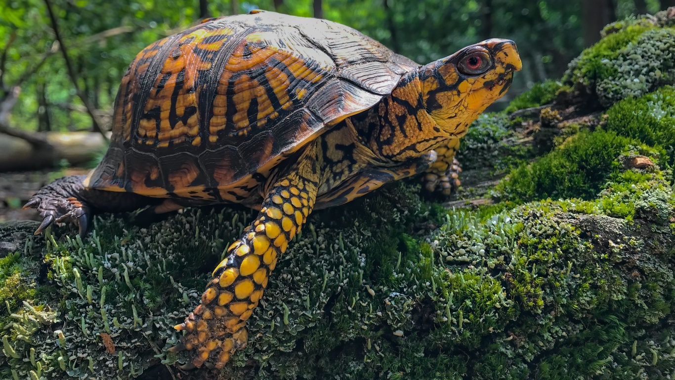 Большая черепаха на покрытом мхом камне
