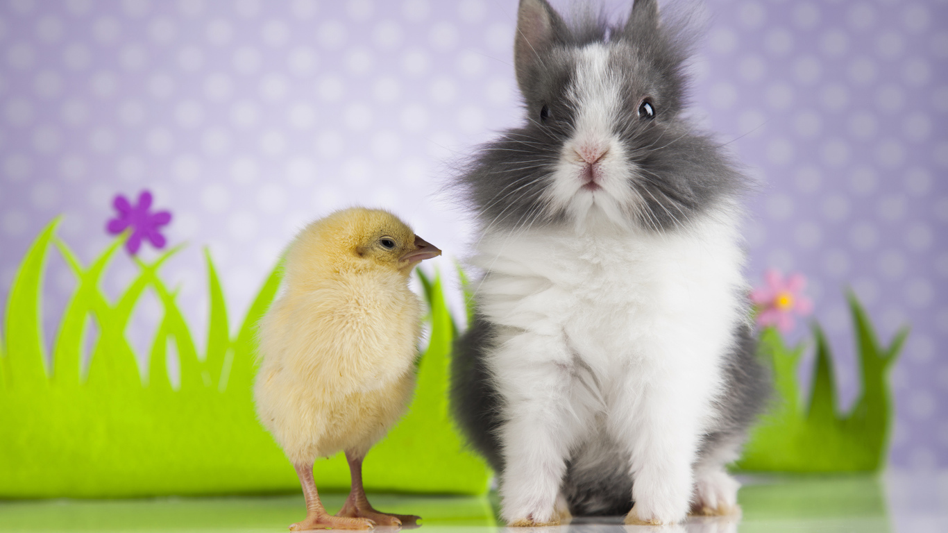 Милый декоративный кролик с цыпленком  