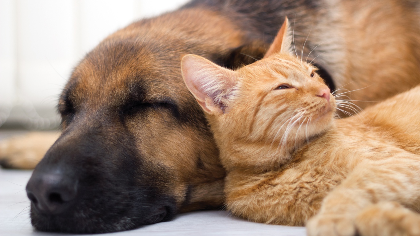 Собака спит с рыжим котом 