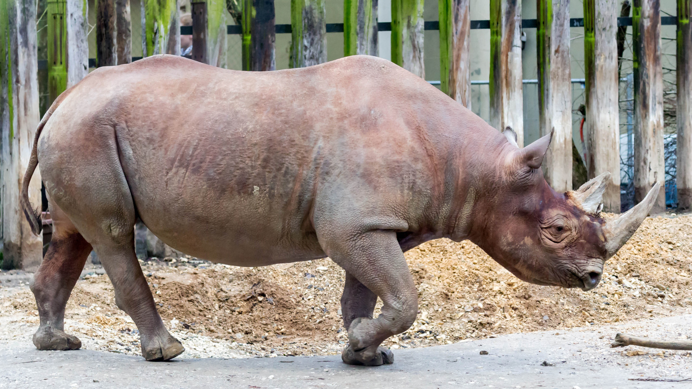 Большой носорог у забора в зоопарке