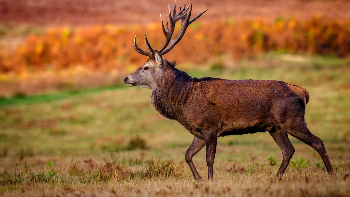 Коричневый олень гуляет по полю 
