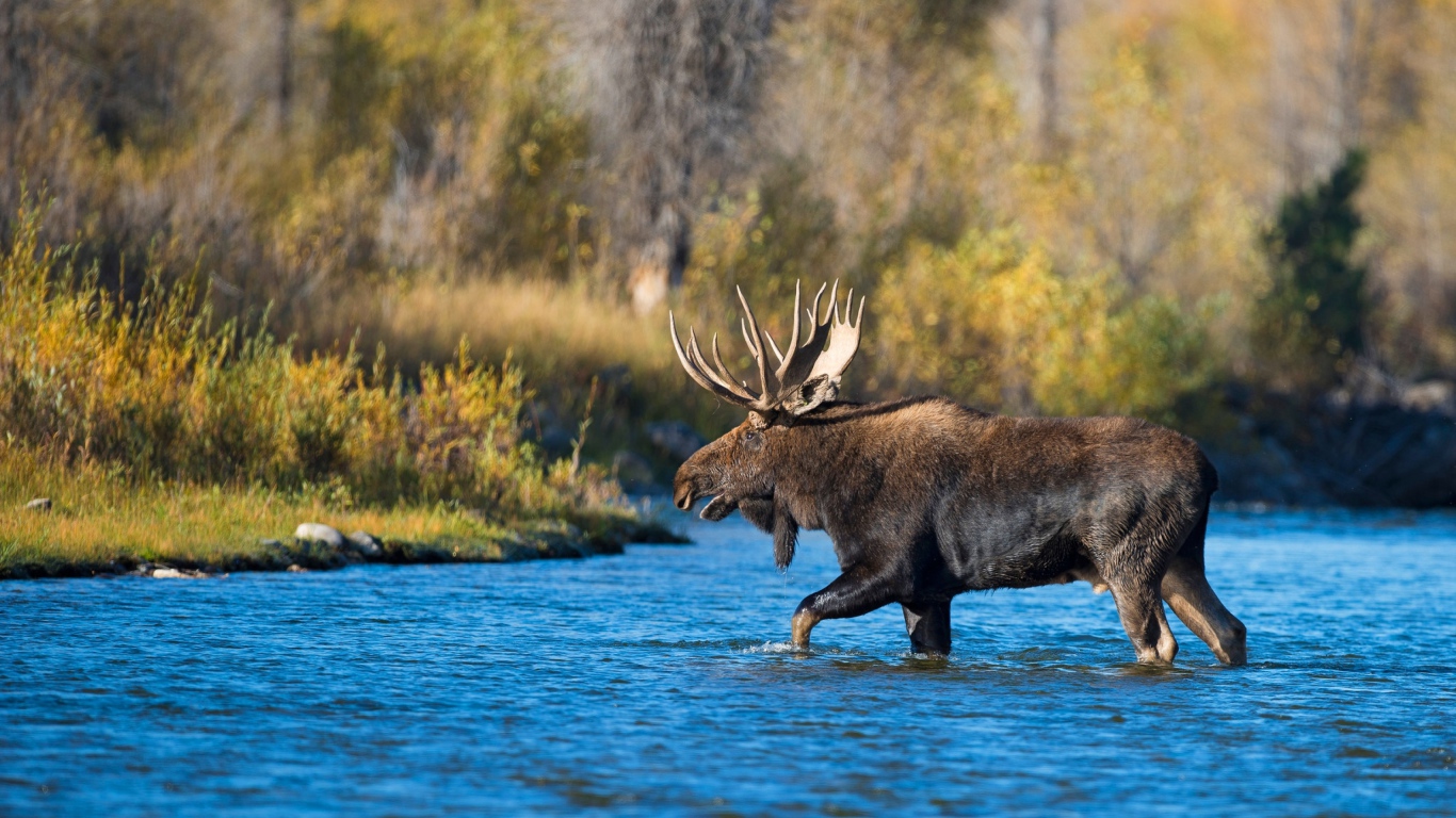 Лось с большими рогами переходит реку