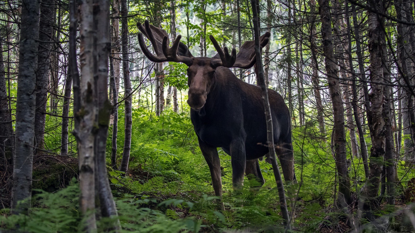 Лось с большими рогами в лесу