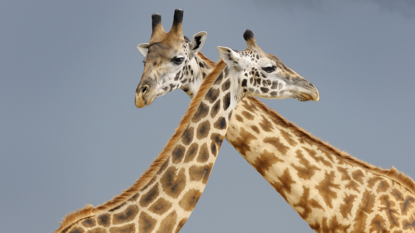 Два жирафа на сером фоне