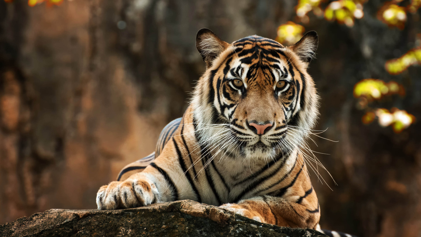 Большой полосатый тигр лежит на камне