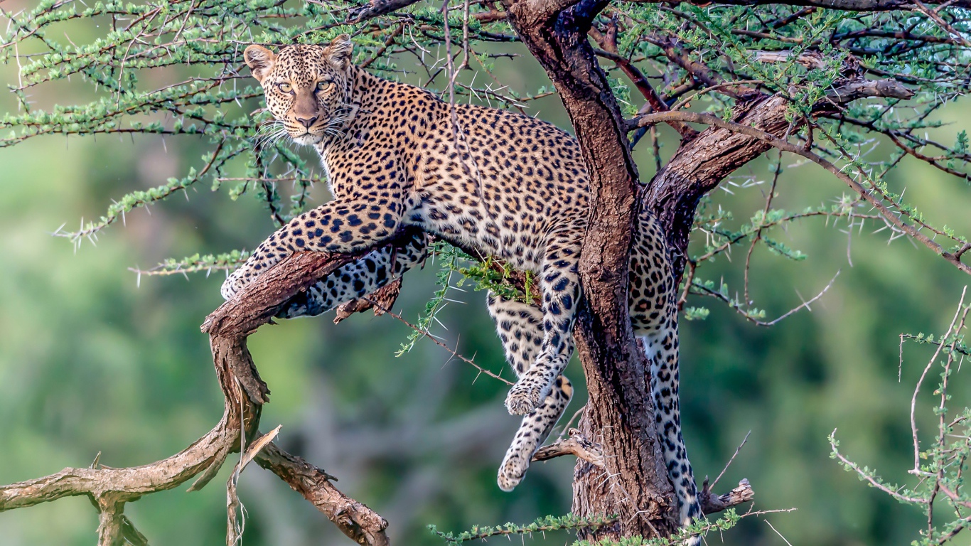 Большой пятнистый леопард лежит на дереве