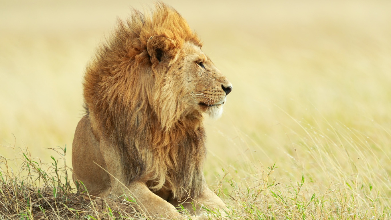 Большой красивый лев лежит на траве