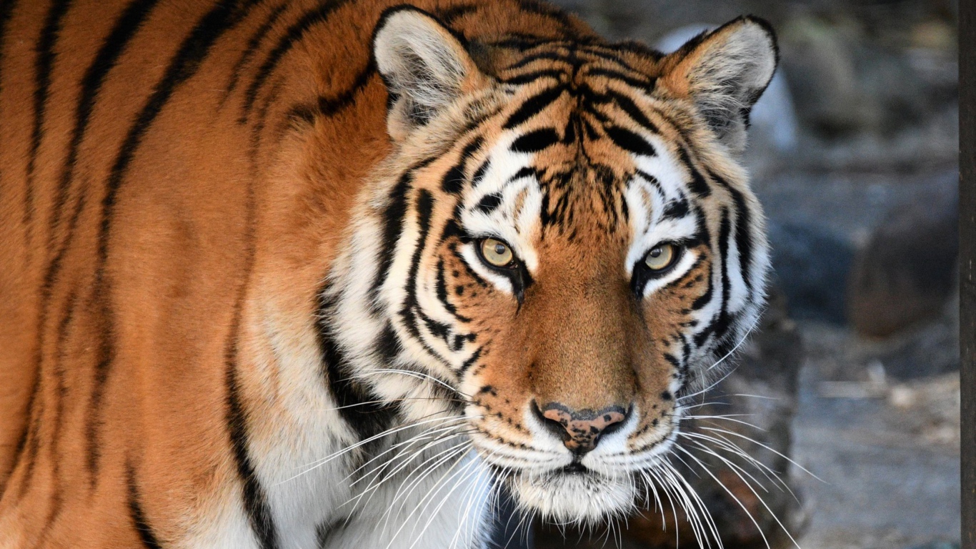 Большой красивый полосатый амурский тигр