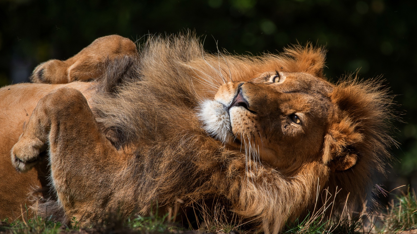 Большой лев лежит на земле 