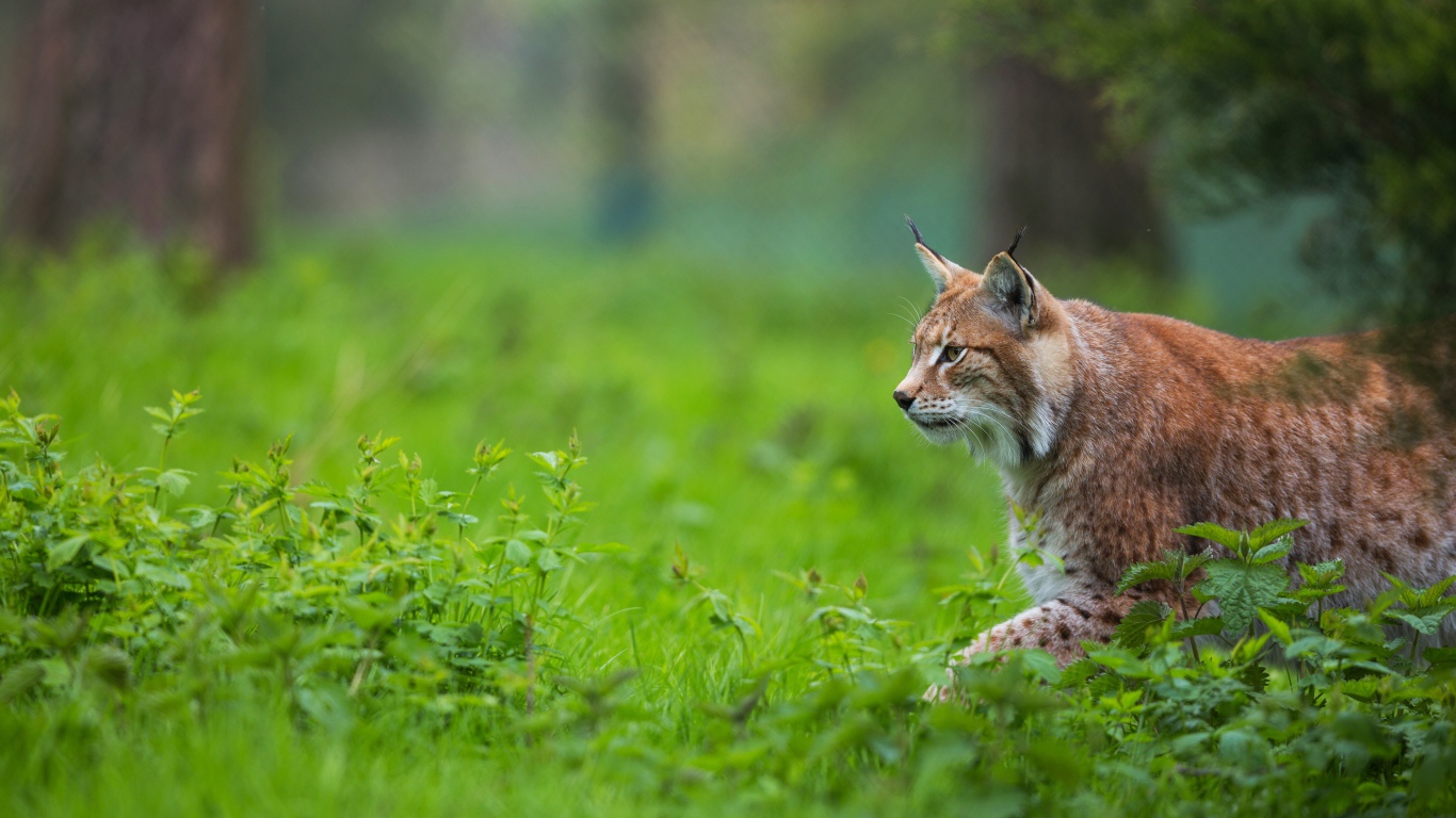 Большая рысь крадется по зеленой траве