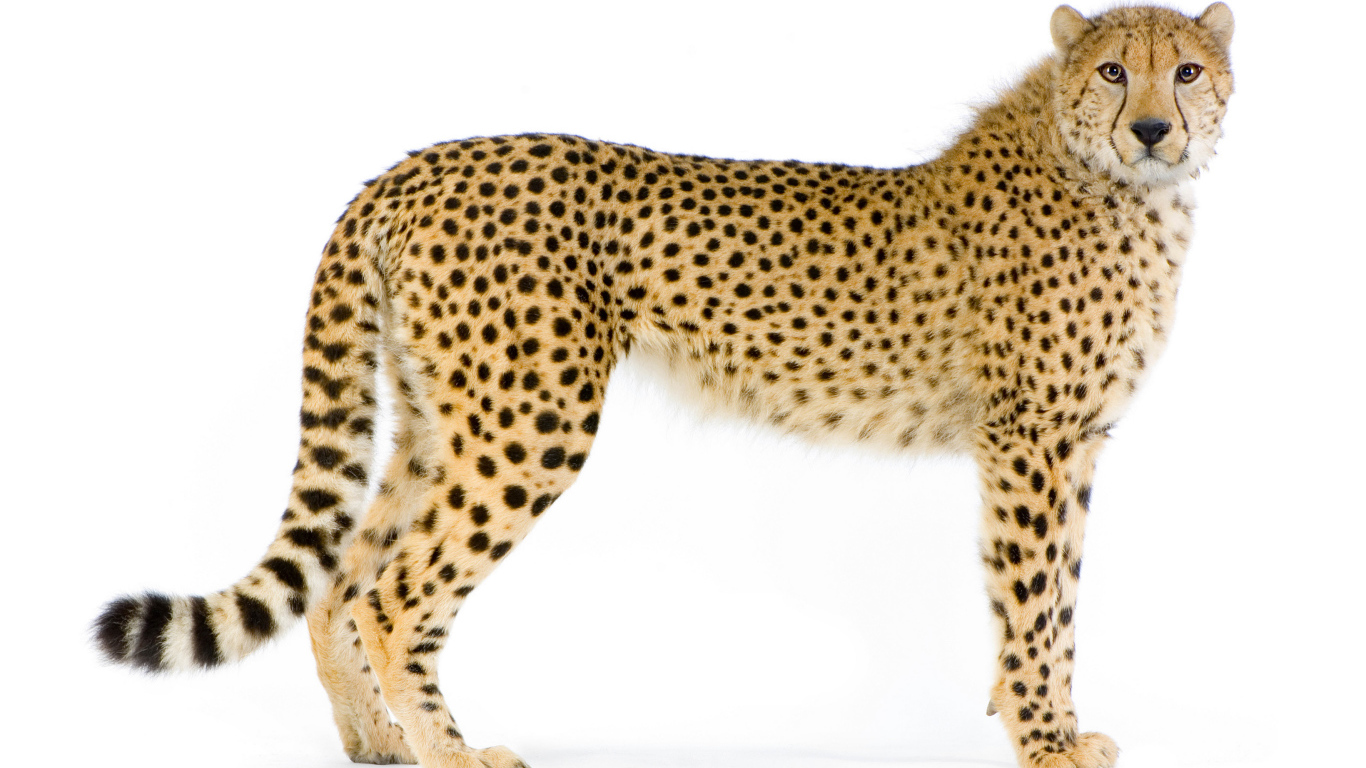 Большой пятнистый леопард на белом фоне