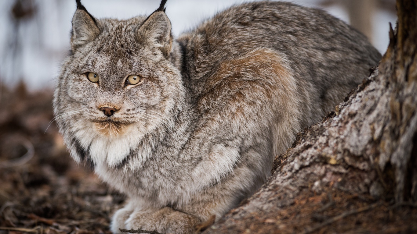 Большая дикая серая рысь у дерева