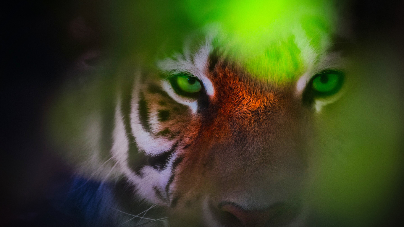 Морда зеленоглазого тигра крупным планом