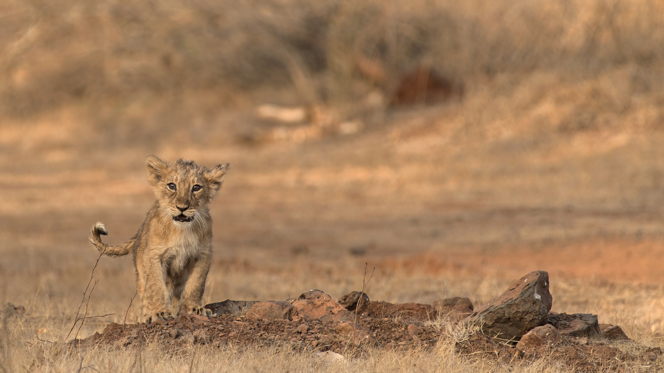 Маленький львенок в сухой саванне 