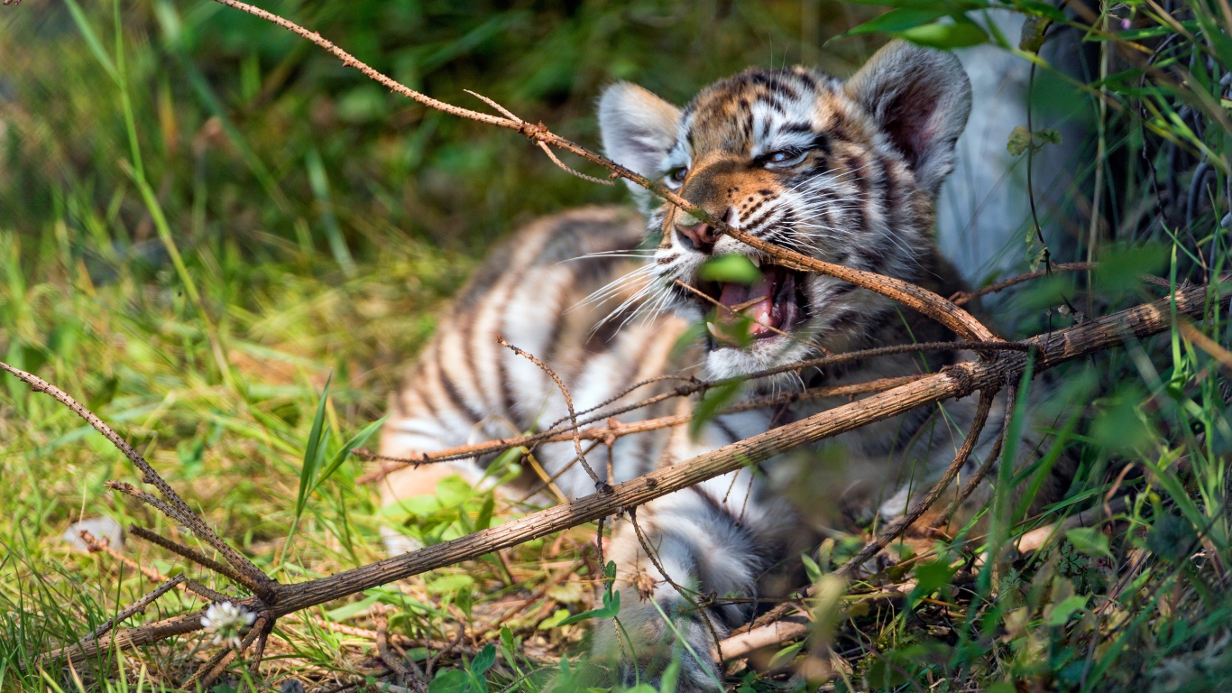Маленький полосатый тигренок грызет ветку 